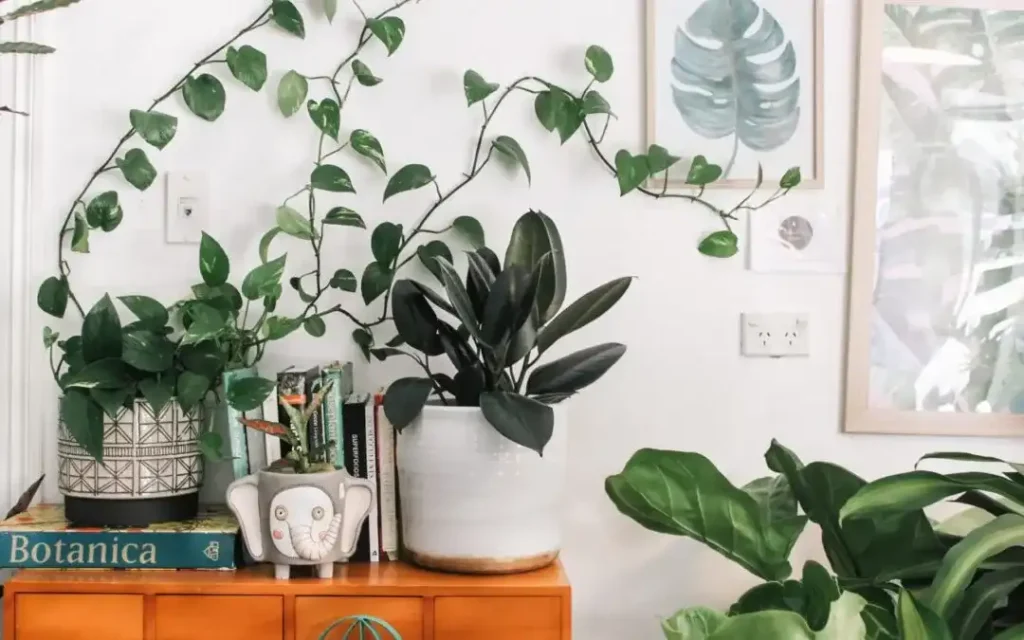 Choosing a Moving Company to Move Household Plants