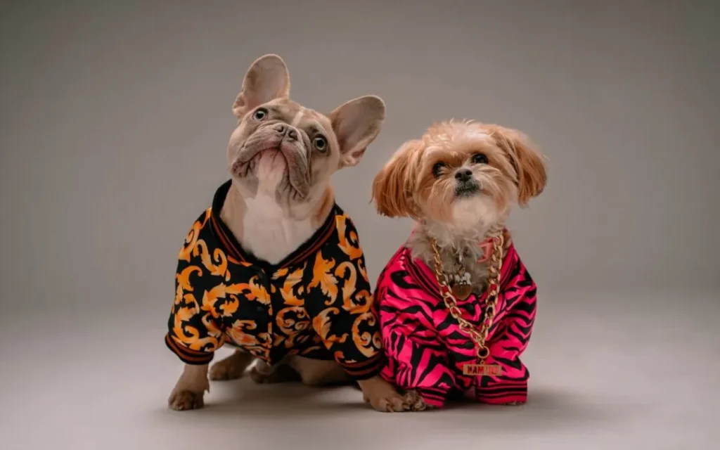Essential Tips to Consider When Moving with Pets
